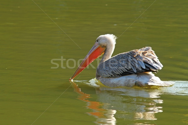beautiful pelican on water Stock photo © taviphoto