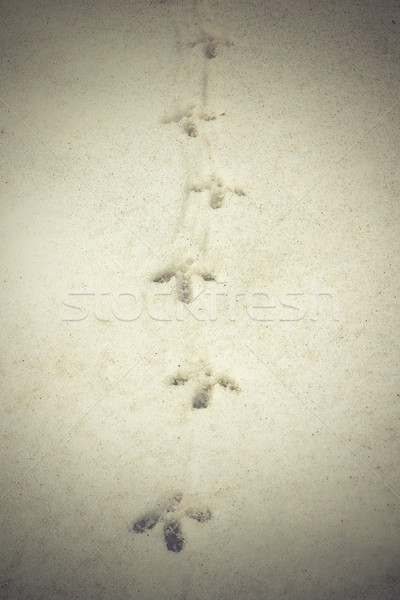 capercaillie tracks on snow Stock photo © taviphoto
