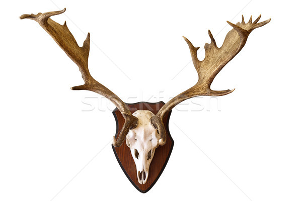 deer stag isolated hunting trophy Stock photo © taviphoto