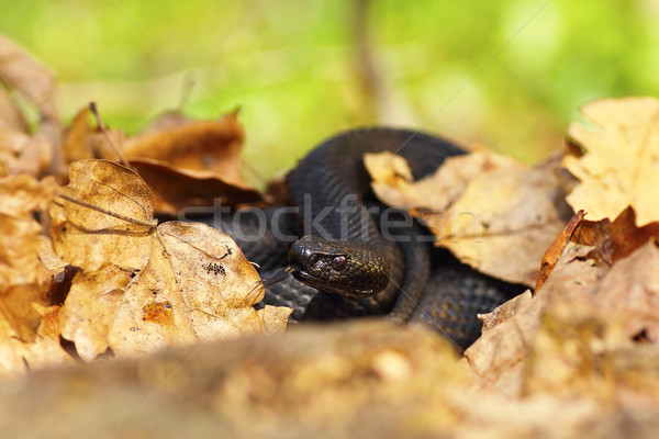 nikolskii black viper hiding amongst leaves Stock photo © taviphoto