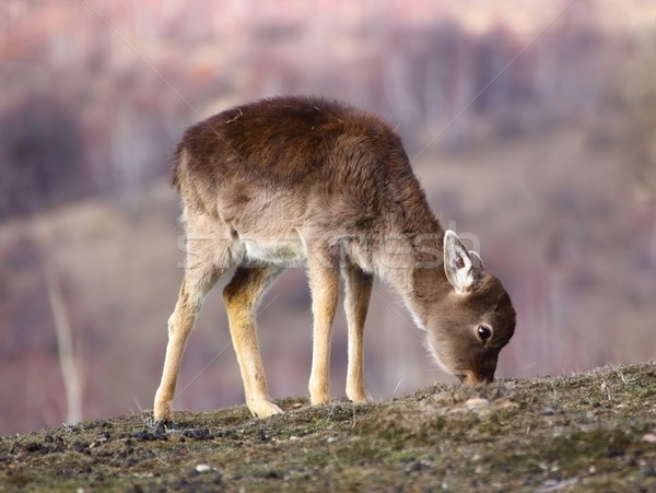 fallow deer calf grazing Stock photo © taviphoto