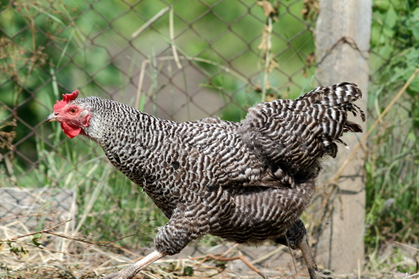 hen running at the farm Stock photo © taviphoto