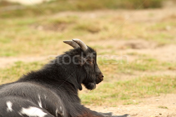 black goat relaxing Stock photo © taviphoto