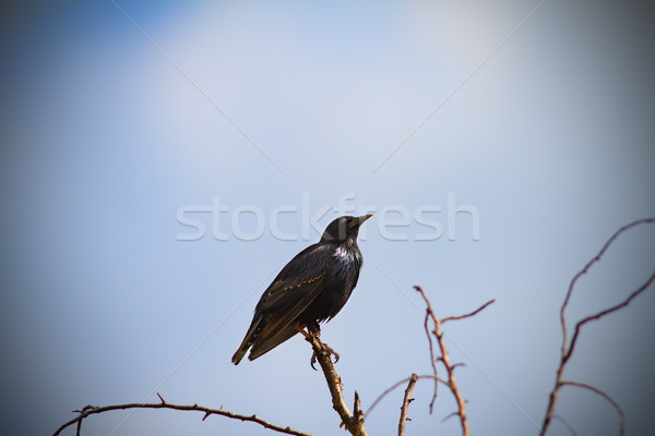 Stock photo: starling on a twig