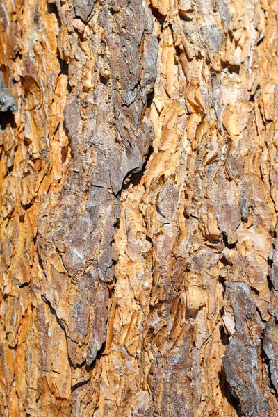 colorful old pine bark Stock photo © taviphoto