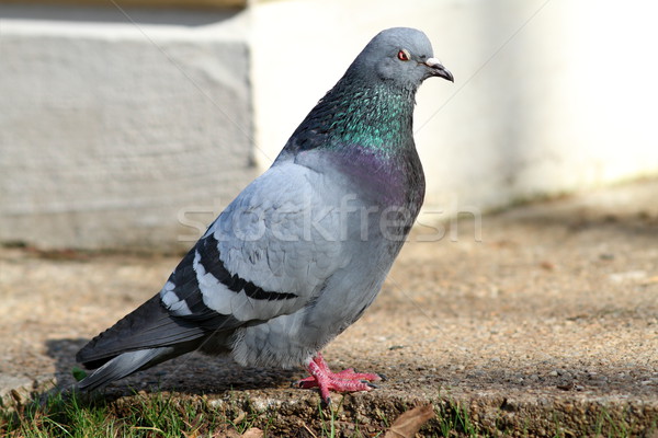 male feral  pigeon Stock photo © taviphoto