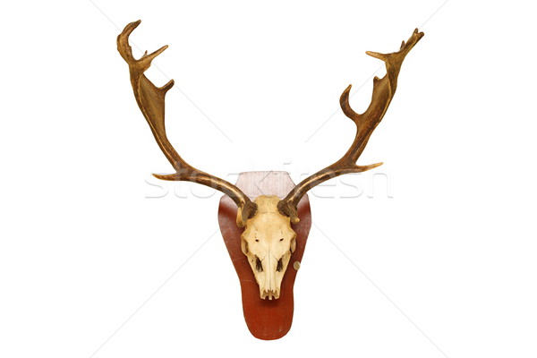 old fallow deer stag hunting trophy Stock photo © taviphoto