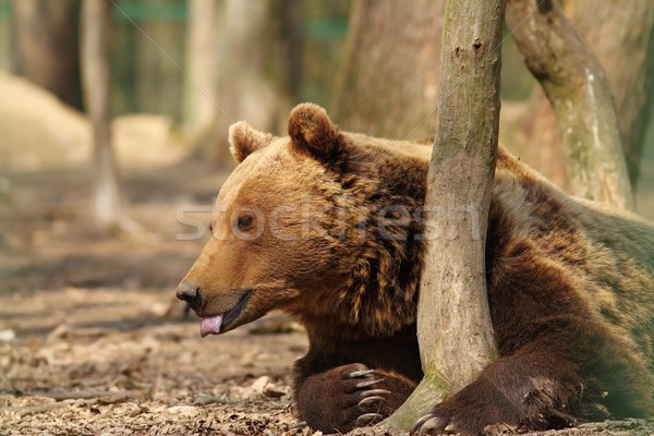 captive brown bear Stock photo © taviphoto