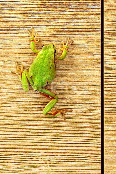 cute green frog on furniture Stock photo © taviphoto