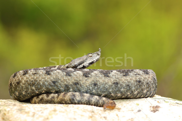 large male nose horned adder Stock photo © taviphoto