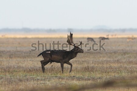 male fallow deer walking on meadow Stock photo © taviphoto
