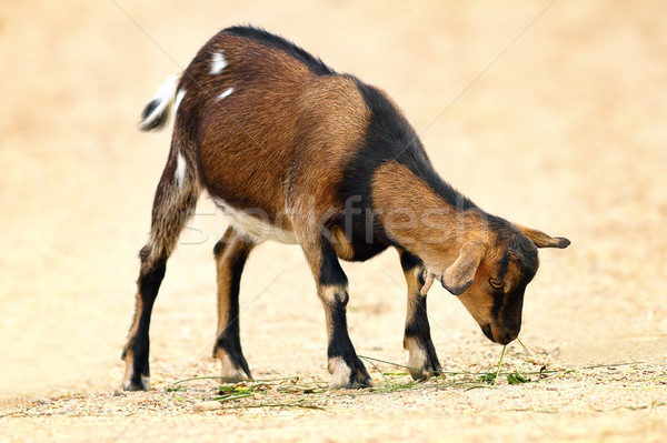domestic goat closeup Stock photo © taviphoto
