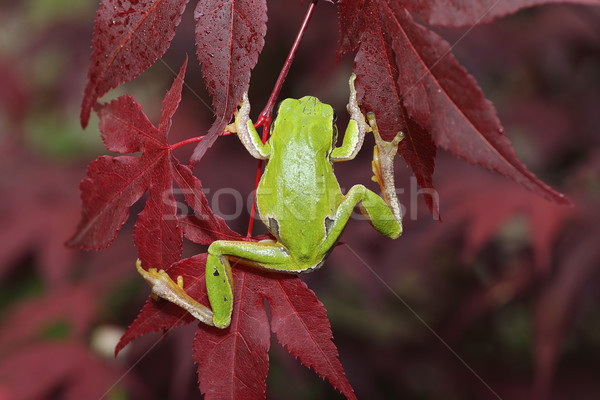 Stockfoto: Groene · boom · kikker · klimmen · bladeren · voorjaar · bos