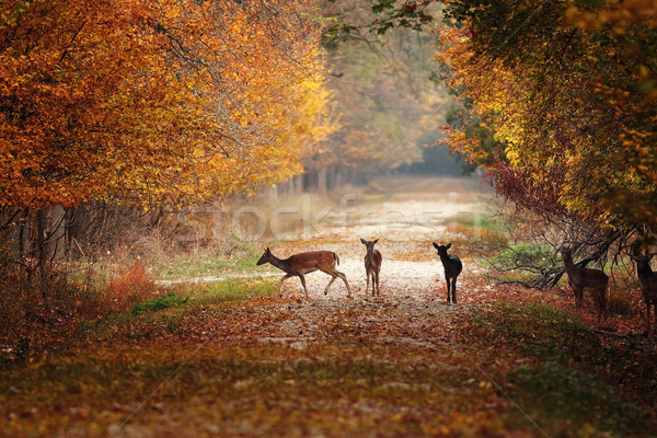 fallow deers in colorful autumn forest Stock photo © taviphoto