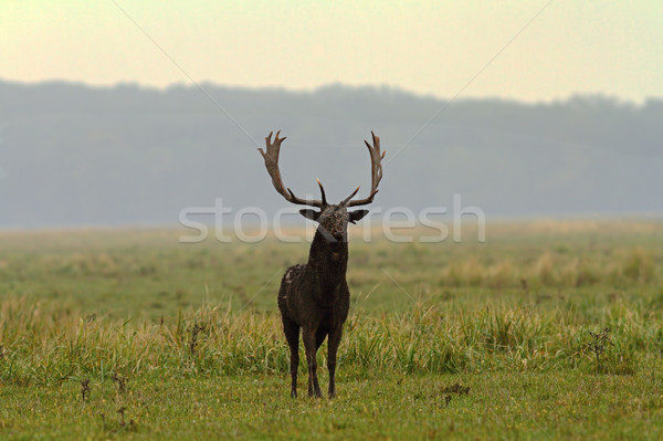 Grande veado pinote prado campo preto Foto stock © taviphoto