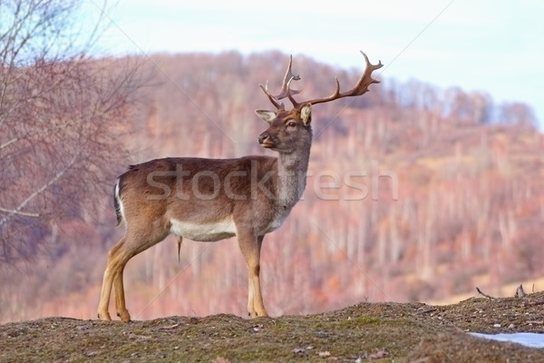 deer stag in a glade Stock photo © taviphoto
