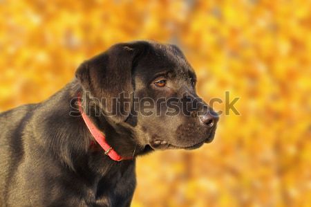 portrait of a young labrador Stock photo © taviphoto