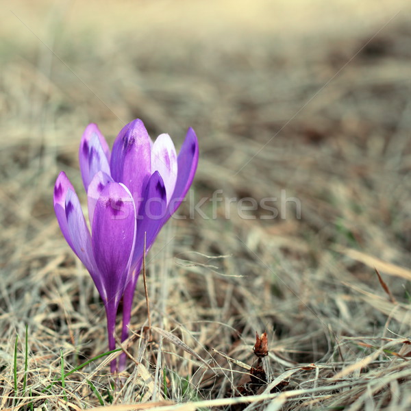 purple spring wild flower Stock photo © taviphoto
