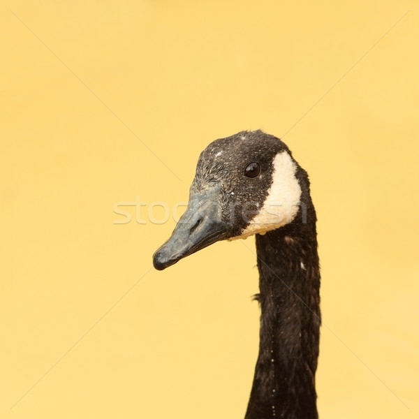 angry goose Stock photo © taviphoto