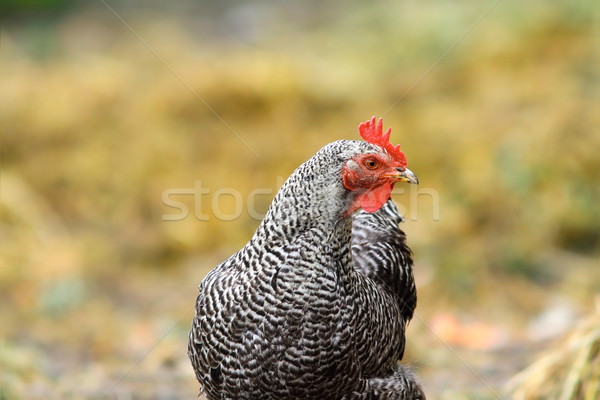 Сток-фото: полосатый · курица · Постоянный · фермы · портрет · из