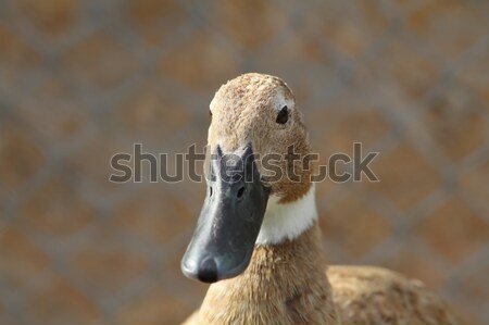 domestic duck portrait Stock photo © taviphoto