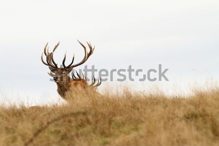 red deer stag in big grass Stock photo © taviphoto