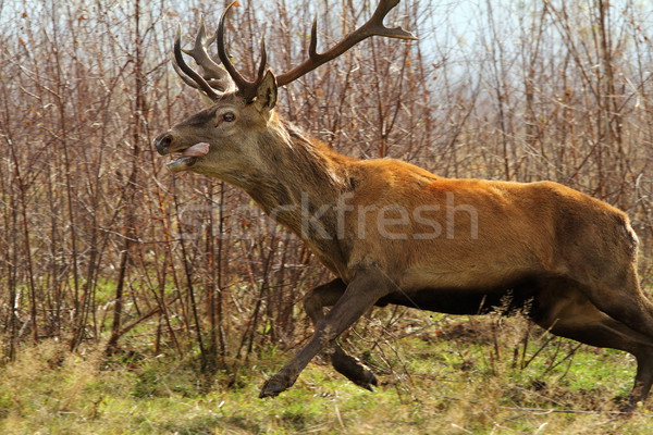 red deer jumping Stock photo © taviphoto