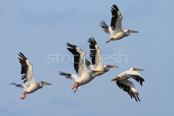 group of great pelicans in flight  Stock photo © taviphoto