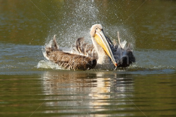 great pelican playing on lake Stock photo © taviphoto