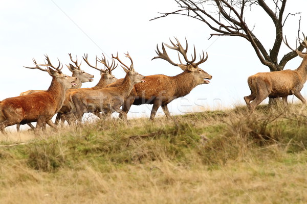 herd of red deers on the hill Stock photo © taviphoto