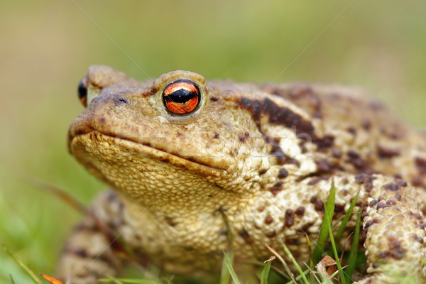 portrait of brown common toad Stock photo © taviphoto