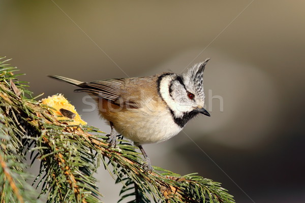 tiny european crested tit Stock photo © taviphoto