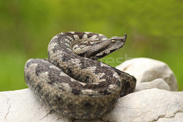 beautiful nosed viper on a rock Stock photo © taviphoto