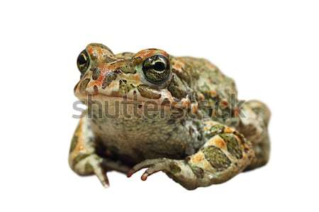 cute european green toad on white background Stock photo © taviphoto