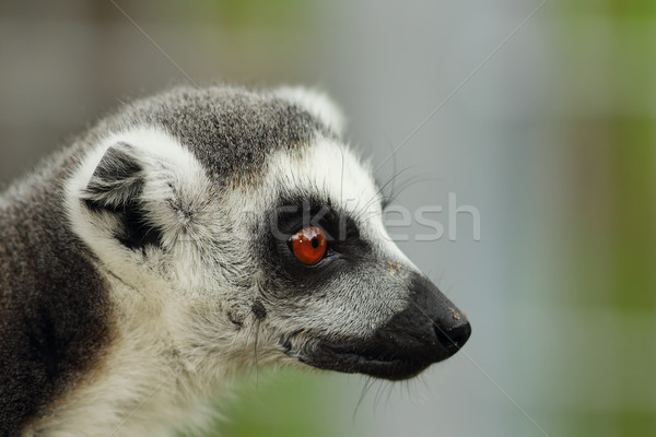 portrait of ring tailed lemur Stock photo © taviphoto