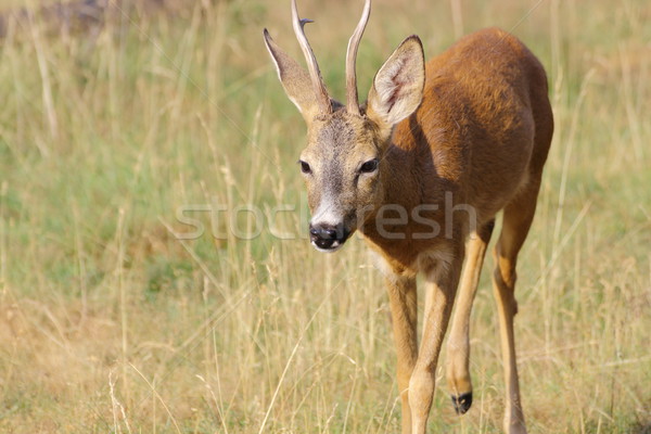 Hirsch buck jungen Bereich Porträt Stock foto © taviphoto