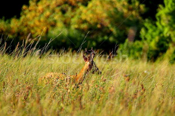 Gewei verborgen groot gras oranje kleur Stockfoto © taviphoto