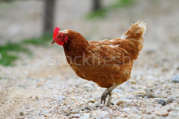 [[stock_photo]]: Brun · poule · gravier · allée · marche · ferme