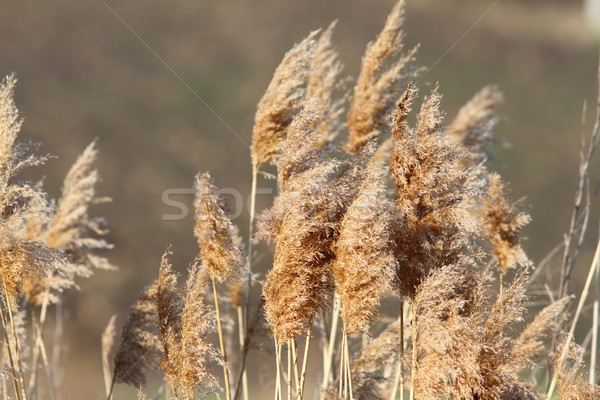 reeds in late winter Stock photo © taviphoto