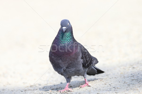 Stock photo: sleepy pigeon