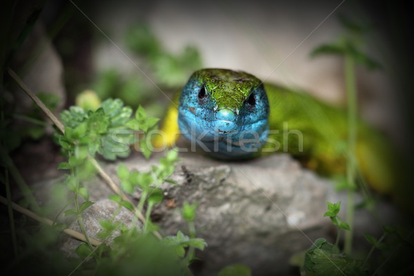 lacerta viridis in mating season Stock photo © taviphoto