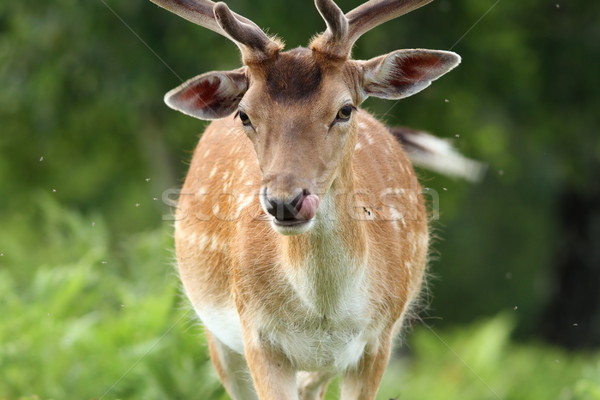 male fallow deer portrait Stock photo © taviphoto