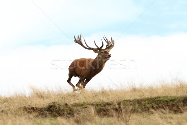 male red deer running wild Stock photo © taviphoto