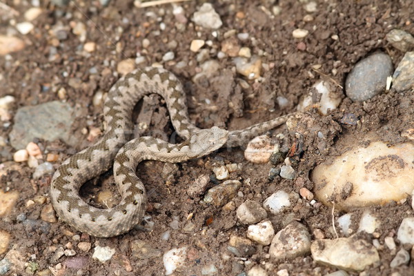 small vipera ammodytes Stock photo © taviphoto