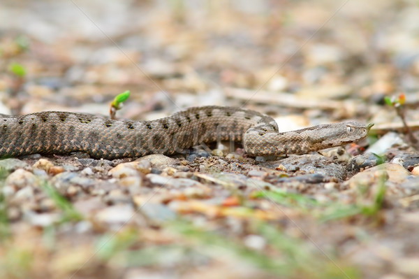 Foto stock: Juvenil · europeo · arena · naturaleza · retrato · serpiente