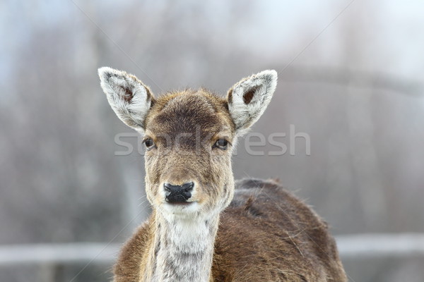 deer hind portrait Stock photo © taviphoto