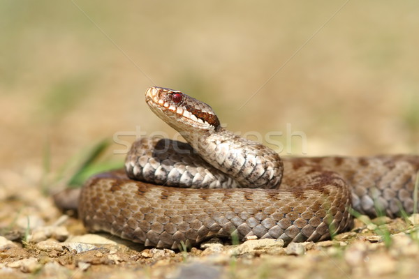 beautiful Vipera berus Stock photo © taviphoto