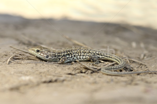 balkan wall lizard on ground, full length Stock photo © taviphoto