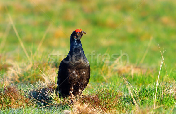 Czarny naturalnych siedlisko sezon wiosną zwierząt Zdjęcia stock © taviphoto