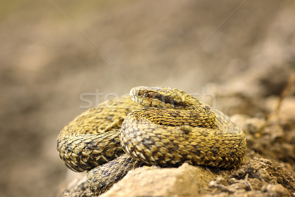 美丽 草地 自然 环境 春天 蛇 商业照片 taviphoto